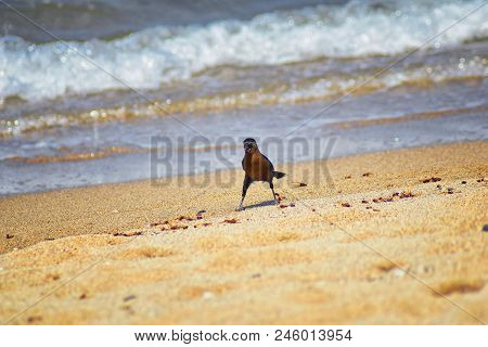 Great-tailed Grackle Birds Eating Winged Male Drone Leafcutter Ants, Dying On Beach After Mating Fli