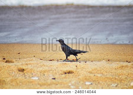 Great-tailed Grackle Birds Eating Winged Male Drone Leafcutter Ants, Dying On Beach After Mating Fli