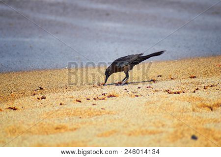 Great-tailed Grackle Birds Eating Winged Male Drone Leafcutter Ants, Dying On Beach After Mating Fli