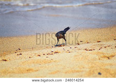 Great-tailed Grackle Birds Eating Winged Male Drone Leafcutter Ants, Dying On Beach After Mating Fli