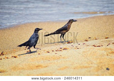 Great-tailed Grackle Birds Eating Winged Male Drone Leafcutter Ants, Dying On Beach After Mating Fli