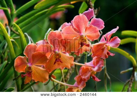 Vanda orchidea