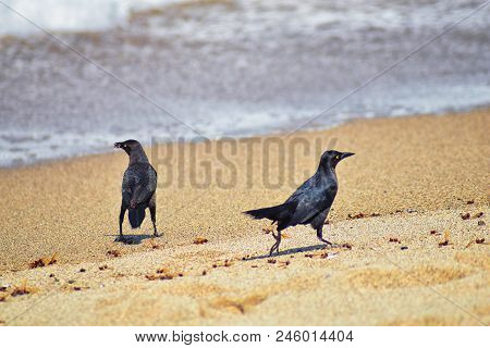 Great-tailed Grackle Birds Eating Winged Male Drone Leafcutter Ants, Dying On Beach After Mating Fli