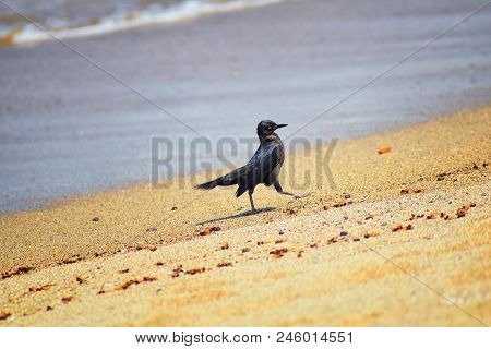 Great-tailed Grackle Birds Eating Winged Male Drone Leafcutter Ants, Dying On Beach After Mating Fli