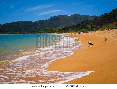 Sea Gulls On Golden Sand Beach At Totoranui, Abel Tasman National Park, New Zealand