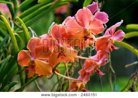 Vanda orchidea