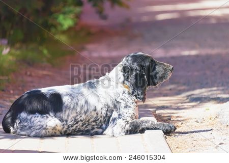 Homeless, Hungry Dog On The Street, Waiting For The Owner In The Summer Sun In Hot Weather