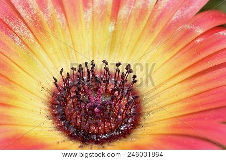 The Flower Yellow-margenta Flower Gerbera  Closeup 2, Background