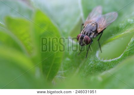 Natural Background Green Background Green Leaf With Hairs And Flies On The Leaves.