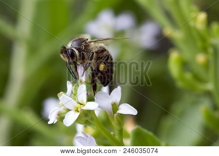 A Bee Collecting Pollen From The Stamen Of A Flower In A Garden Backdrop