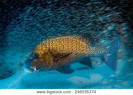 Harlequin Sweetlips - (plectorhinchus Chaetodonoides) Fast Moving