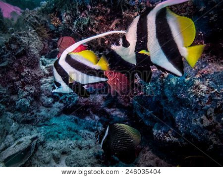 Masked Bannerfish (heniochus Monoceros) At The Bottom Of The Reef