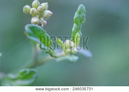Natural Background Of Green Leaves And Grass Natural Flowers.