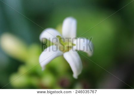 Natural Background Of Green Leaves And Grass Natural Flowers.