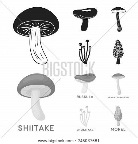 Shiitake, Brown Cap Boletus, Enokitake, Milk. Set Collection Icons In Black, Monochrome Style Vector