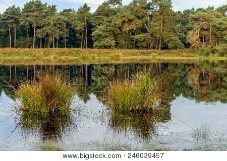 Flowering Rushes Growing In A Fen In A Dutch Nature Reserve. It Is A Windless Day And The Water Surf
