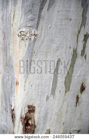 The Texture Of Platan Tree Gray Bark