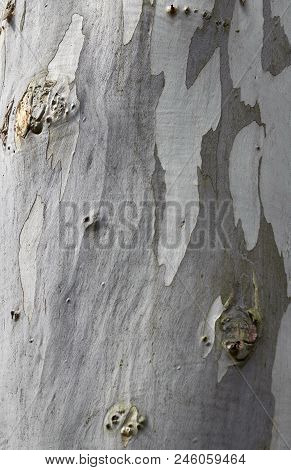 The Texture Of Platan Tree Gray Bark