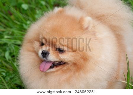 Cute Pomeranian Spitz Puppy Close Up. Deutscher Spitz Or Zwergspitz. Pet Animals.