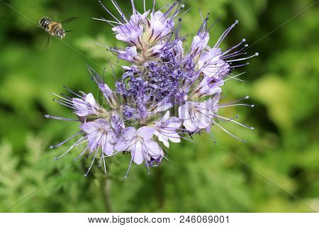Wild Bees Are All Bee Species Of The Superfamily Apoidea With The Exception Of Honeybees And Not Abo