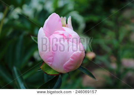 Pink peonies bud in the garden. Peony macro. Peonies petals. Peonies summer in a garden after rain. Peonies pink and white. Delicate bouquet of peonies. The care of garden plants. Landscape design