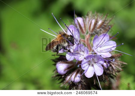 Wild Bees Are All Bee Species Of The Superfamily Apoidea With The Exception Of Honeybees And Not Abo