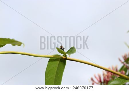 Wild Bees Are All Bee Species Of The Superfamily Apoidea With The Exception Of Honeybees And Not Abo