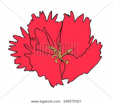 Vector Illustration, Isolated Red Dianthus Flower, Outline Hand Painted Drawing