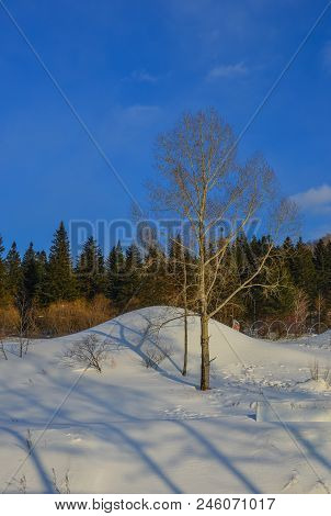 Trees At Winter Park In Mohe County, China.