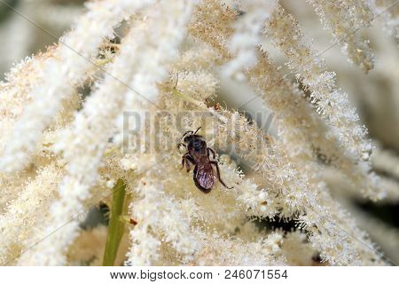 Wild Bees Are All Bee Species Of The Superfamily Apoidea With The Exception Of Honeybees And Not Abo