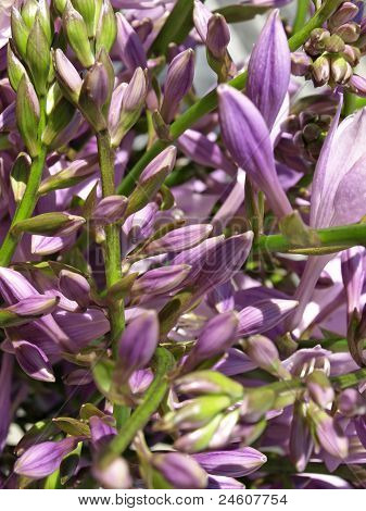 Hosta 꽃