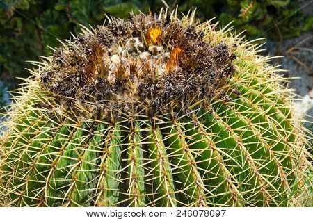 Exotic Succulent Plant. Large Cactus Close-up Outdoors