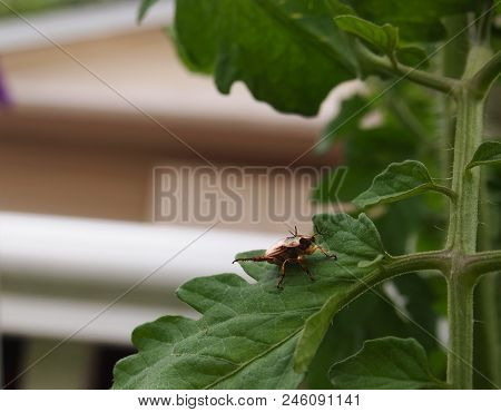 A Golden Jewel Scarab Beetle With Trident Antennae Looking Straight At The View From Atop A Tomato P
