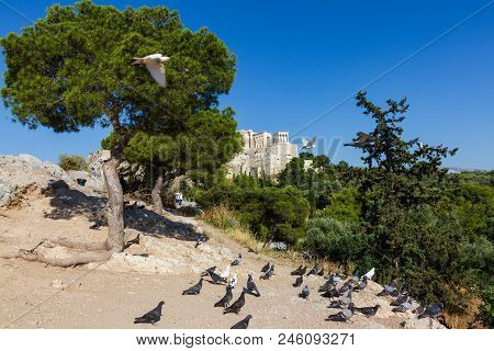 Scenic View Of The Rock Of The Acropolis Of Athens In Greece With Pigeons In The Foreground