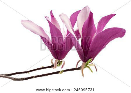 Two Beautiful Pink Spring Magnolia Flowers, Magnolia Liliiflora, On A Tree Branch Isolated On White