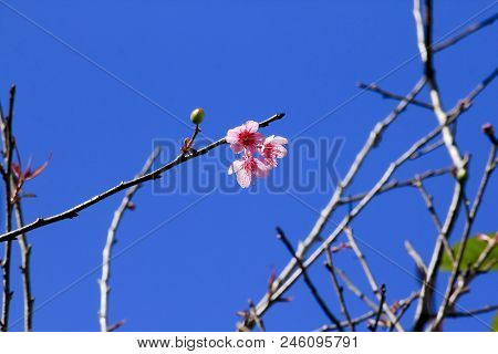 Prunus Cerasoides Are Beautifully Blooming In Nature When In Winter.
