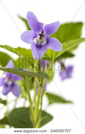 Beautiful Violet Spring Viola Flowers, Viola Reichenbachiana, Dog Violet, With Branches And Leaves I