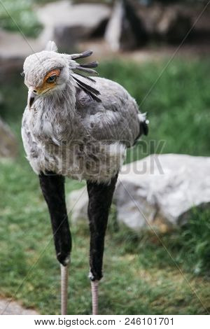 Closeup Of Secretarybird