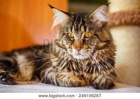 Beautiful Multi-colored Home Cat Sitting, Pets Breed Maine Coon