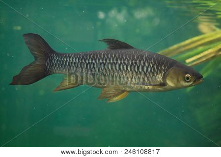 Hoven's carp (Leptobarbus hoevenii), also known as the mad barb or sultan fish.