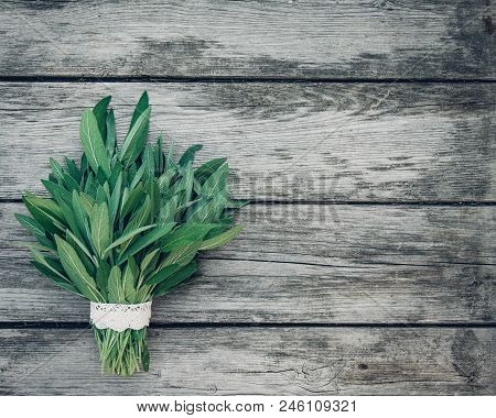 Salvia Officinalis. Sage Leaves On Old Wooden Table. Garden Sage. Handmade Lace. Retro Magazine Pict