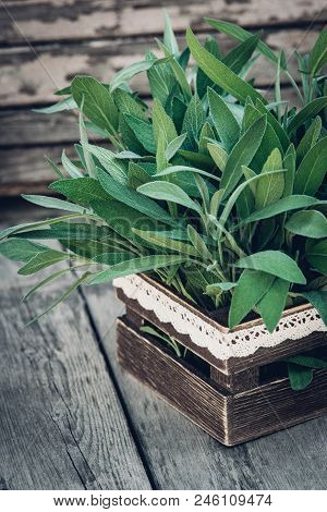 Salvia Officinalis. Sage Leaves On Old Wooden Table. Garden Sage. Rustic Wooden Box And Handmade Lac