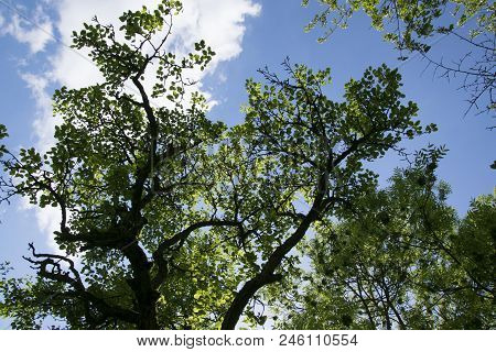 Trees And Tree Trops With Sun Against The Sky