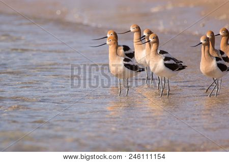 American Avocets Standing In The Water On A Beach.