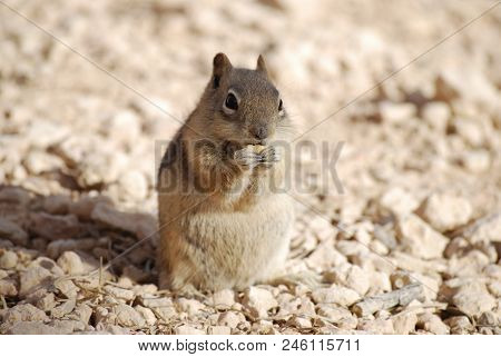 Cute Golden-mantled Ground Squirrel Eating On The Ground, Nature Wildlife
