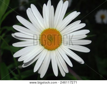 Chamomile Flower. White Petal. The Background Of The Photo Is Blurred.