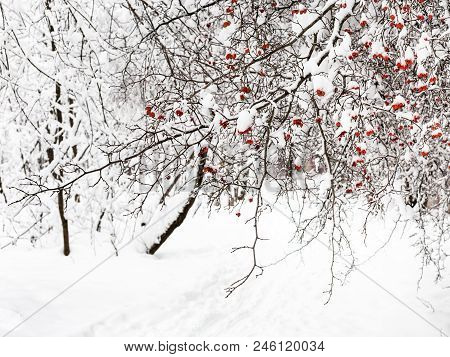 Snow-covered Hawthorn Tree Over Path In Forest Of Timiryazevskiy Park Of Moscow City In Overcast Win
