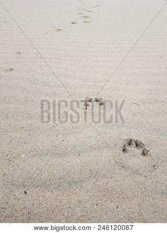 Traces Of Paws Of An Animal On The Sand
