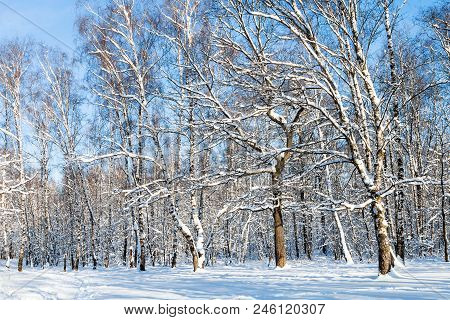 View Of Forest Glade In Timiryazevskiy Park Of Moscow City In Sunny Winter Day