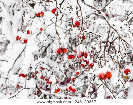 Snow-covered Hawthorn Berries In Forest Of Timiryazevskiy Park Of Moscow City In Overcast Winter Day